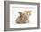 Ginger-And-White Kitten Baby Rabbit-Mark Taylor-Framed Photographic Print