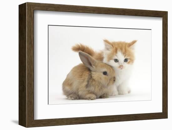 Ginger-And-White Kitten Baby Rabbit-Mark Taylor-Framed Photographic Print