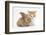 Ginger-And-White Kitten Baby Rabbit-Mark Taylor-Framed Photographic Print