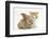 Ginger-And-White Kitten Baby Rabbit-Mark Taylor-Framed Photographic Print