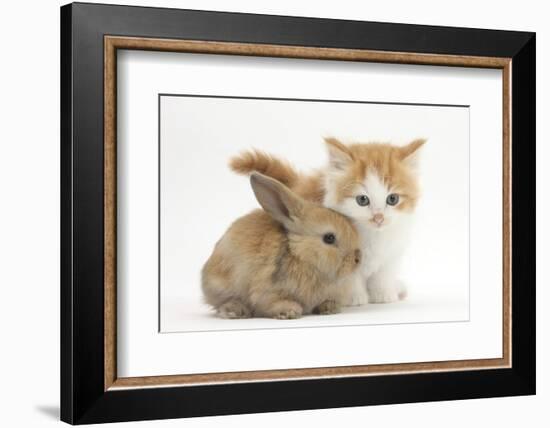 Ginger-And-White Kitten Baby Rabbit-Mark Taylor-Framed Photographic Print