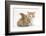 Ginger-And-White Kitten Baby Rabbit-Mark Taylor-Framed Photographic Print