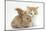 Ginger-And-White Kitten Baby Rabbit-Mark Taylor-Mounted Photographic Print