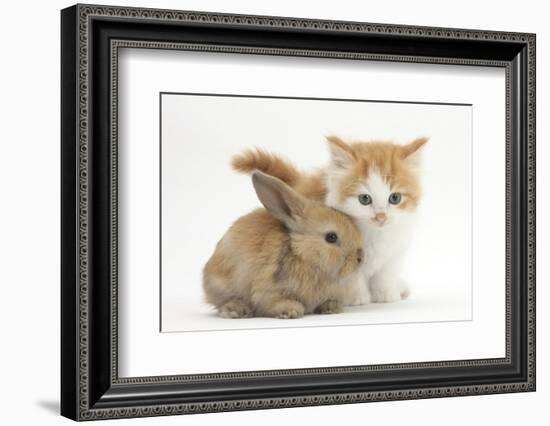 Ginger-And-White Kitten Baby Rabbit-Mark Taylor-Framed Photographic Print