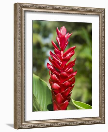 Ginger Bloom in Rainforest, Tortuguero National Park, Costa Rica, Central America-R H Productions-Framed Photographic Print