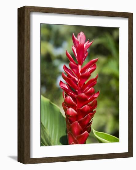 Ginger Bloom in Rainforest, Tortuguero National Park, Costa Rica, Central America-R H Productions-Framed Photographic Print