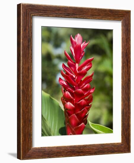 Ginger Bloom in Rainforest, Tortuguero National Park, Costa Rica, Central America-R H Productions-Framed Photographic Print