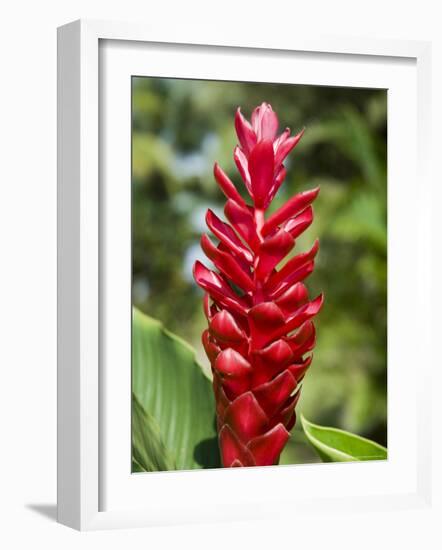 Ginger Bloom in Rainforest, Tortuguero National Park, Costa Rica, Central America-R H Productions-Framed Photographic Print