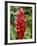 Ginger Bloom in Rainforest, Tortuguero National Park, Costa Rica, Central America-R H Productions-Framed Photographic Print