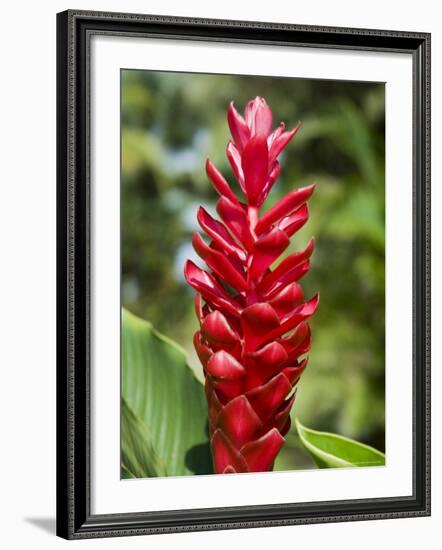 Ginger Bloom in Rainforest, Tortuguero National Park, Costa Rica, Central America-R H Productions-Framed Photographic Print