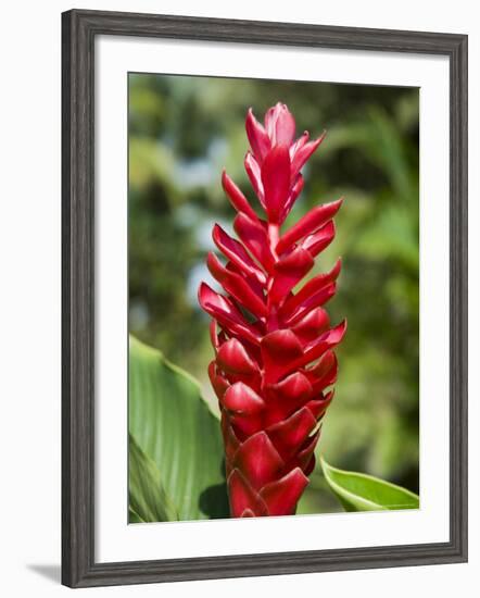 Ginger Bloom in Rainforest, Tortuguero National Park, Costa Rica, Central America-R H Productions-Framed Photographic Print