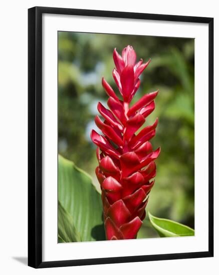 Ginger Bloom in Rainforest, Tortuguero National Park, Costa Rica, Central America-R H Productions-Framed Photographic Print