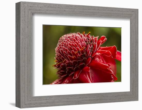 Ginger Blossom, Hawaii Tropical Botanical Garden, Hawaii, USA-Jaynes Gallery-Framed Photographic Print