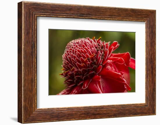 Ginger Blossom, Hawaii Tropical Botanical Garden, Hawaii, USA-Jaynes Gallery-Framed Photographic Print