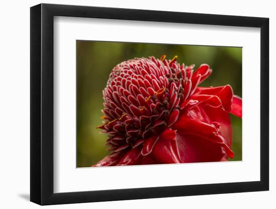 Ginger Blossom, Hawaii Tropical Botanical Garden, Hawaii, USA-Jaynes Gallery-Framed Photographic Print