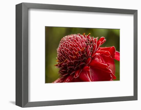 Ginger Blossom, Hawaii Tropical Botanical Garden, Hawaii, USA-Jaynes Gallery-Framed Photographic Print