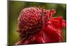 Ginger Blossom, Hawaii Tropical Botanical Garden, Hawaii, USA-Jaynes Gallery-Mounted Photographic Print