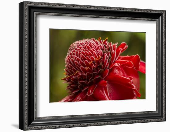 Ginger Blossom, Hawaii Tropical Botanical Garden, Hawaii, USA-Jaynes Gallery-Framed Photographic Print