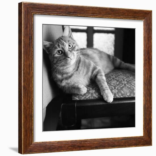 Ginger Cat-Staff-Framed Photographic Print