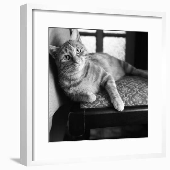 Ginger Cat-Staff-Framed Photographic Print