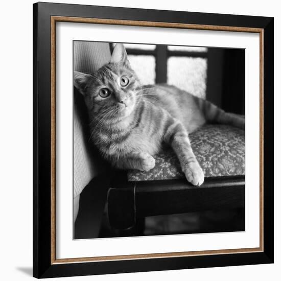 Ginger Cat-Staff-Framed Photographic Print