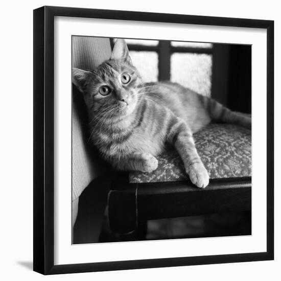 Ginger Cat-Staff-Framed Photographic Print