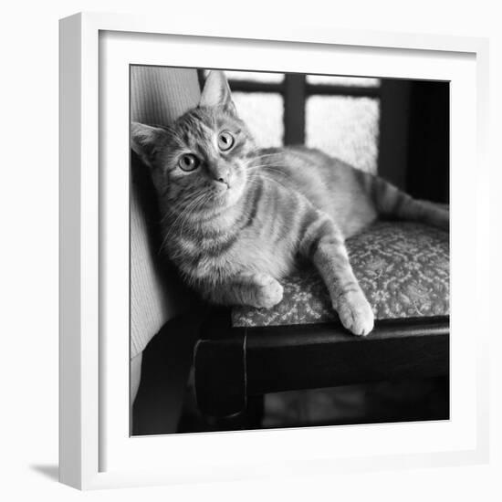 Ginger Cat-Staff-Framed Photographic Print