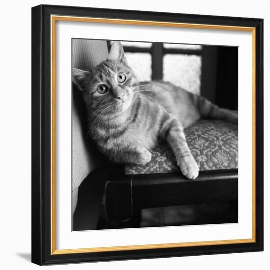 Ginger Cat-Staff-Framed Photographic Print