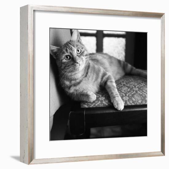 Ginger Cat-Staff-Framed Photographic Print