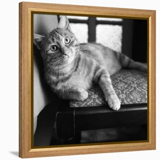 Ginger Cat-Staff-Framed Premier Image Canvas