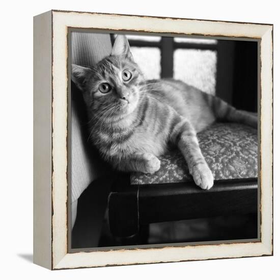 Ginger Cat-Staff-Framed Premier Image Canvas