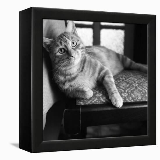 Ginger Cat-Staff-Framed Premier Image Canvas