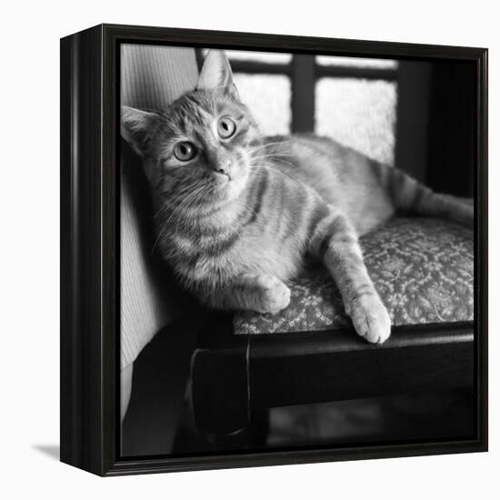 Ginger Cat-Staff-Framed Premier Image Canvas