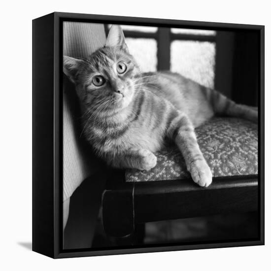 Ginger Cat-Staff-Framed Premier Image Canvas