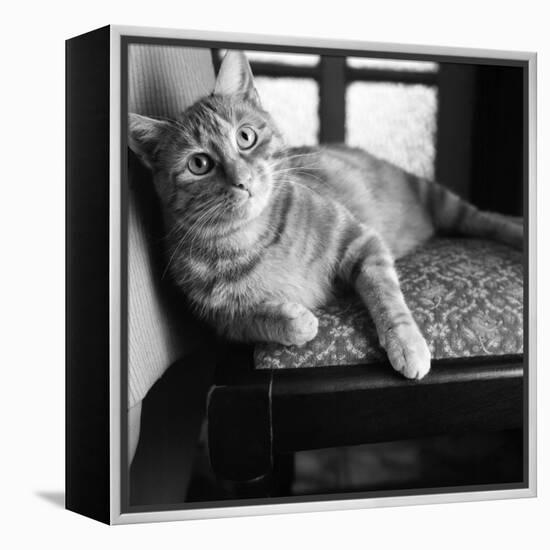 Ginger Cat-Staff-Framed Premier Image Canvas