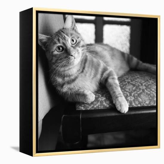Ginger Cat-Staff-Framed Premier Image Canvas