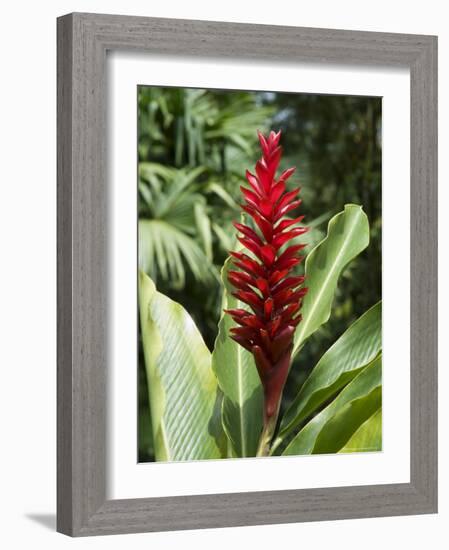 Ginger, Costa Rica, Central America-R H Productions-Framed Photographic Print