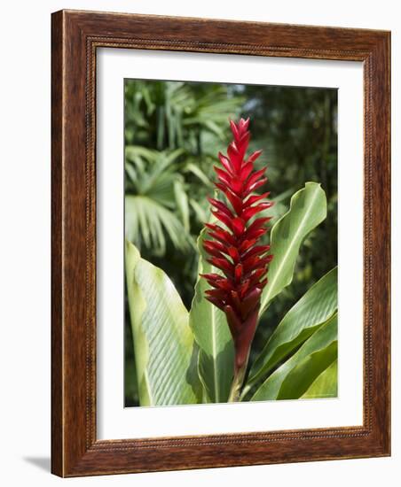 Ginger, Costa Rica, Central America-R H Productions-Framed Photographic Print