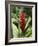 Ginger, Costa Rica, Central America-R H Productions-Framed Photographic Print