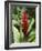 Ginger, Costa Rica, Central America-R H Productions-Framed Photographic Print