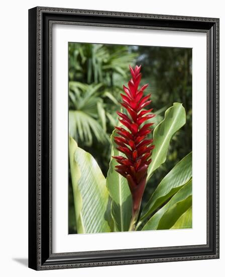 Ginger, Costa Rica, Central America-R H Productions-Framed Photographic Print