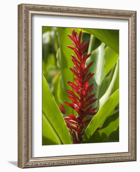 Ginger, Costa Rica, Central America-R H Productions-Framed Photographic Print