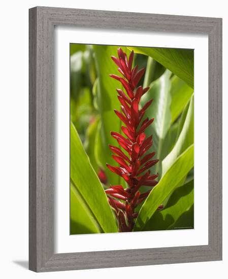 Ginger, Costa Rica, Central America-R H Productions-Framed Photographic Print