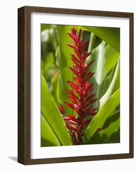 Ginger, Costa Rica, Central America-R H Productions-Framed Photographic Print