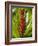 Ginger, Costa Rica, Central America-R H Productions-Framed Photographic Print