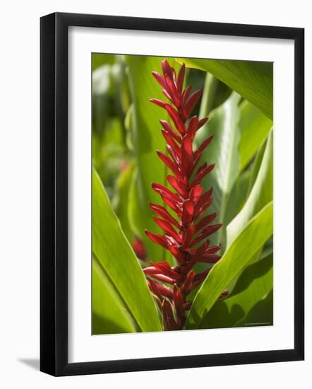 Ginger, Costa Rica, Central America-R H Productions-Framed Photographic Print