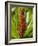 Ginger, Costa Rica, Central America-R H Productions-Framed Photographic Print