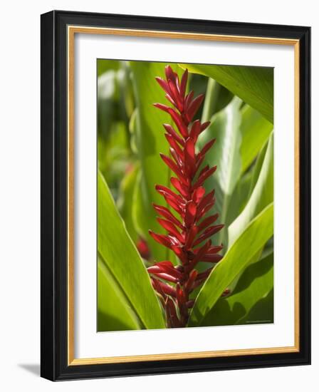 Ginger, Costa Rica, Central America-R H Productions-Framed Photographic Print