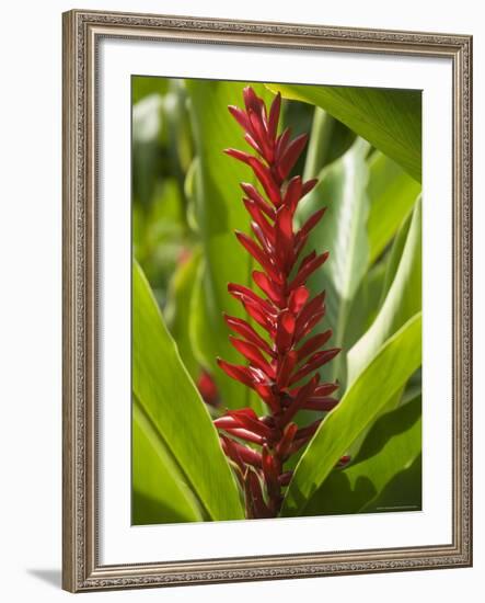 Ginger, Costa Rica, Central America-R H Productions-Framed Photographic Print