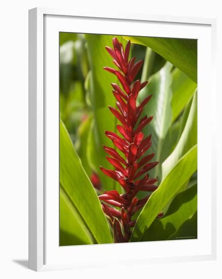 Ginger, Costa Rica, Central America-R H Productions-Framed Photographic Print